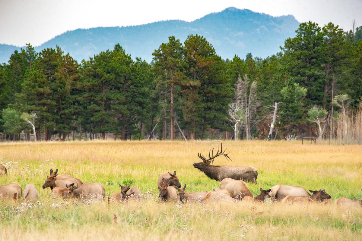 How to Elk Fest in Estes Park