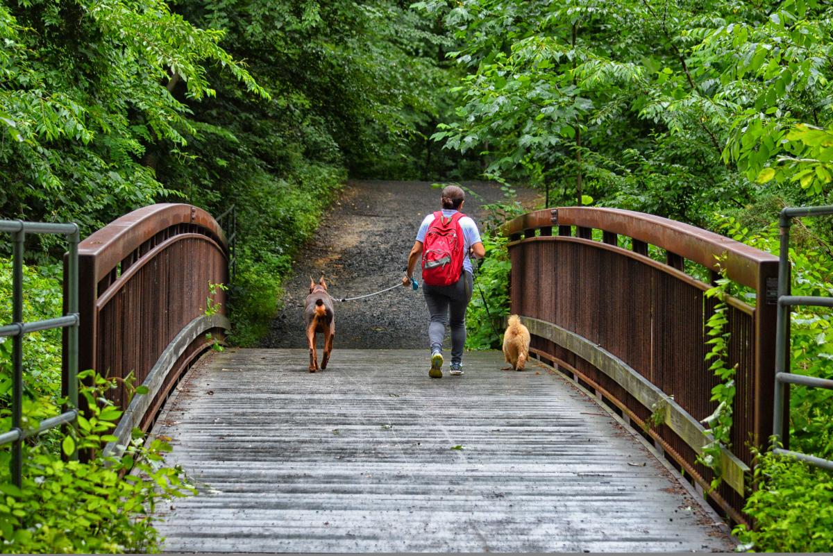 Hiking - Dogs - Nature - Parks