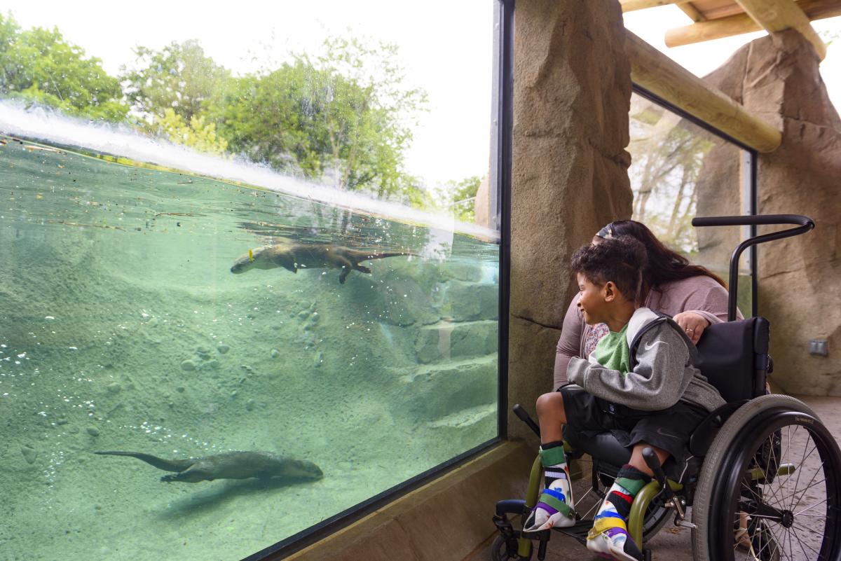 Disabled child with parent watching otters swim at the Fort Wayne Zoo