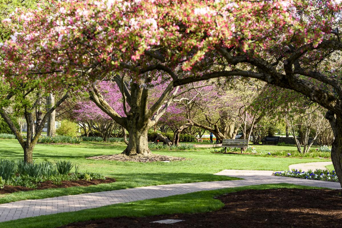 Foster Park in the spring with a flowering apple blossoms and stone paths