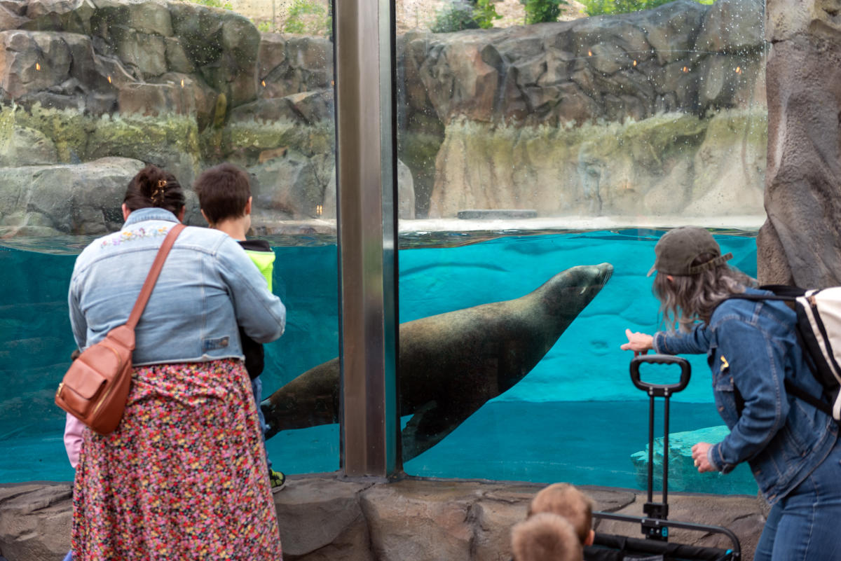 Visitors, including children, watch a sea lion swim up close behind glass at the Coastal Cove exhibit at the Fort Wayne Zoo.