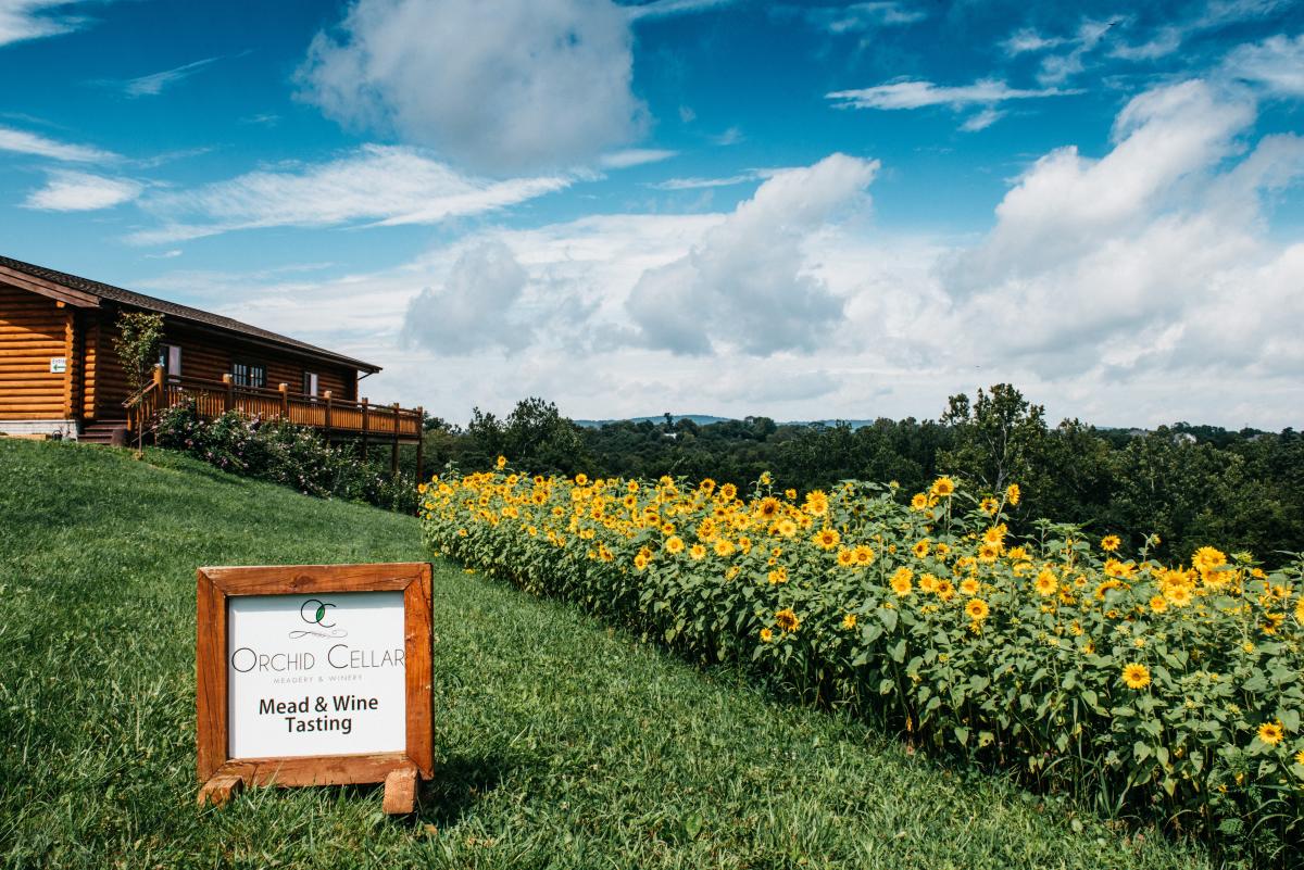 Sunflower field outside of the Orchid Cellar Meadery & Winery