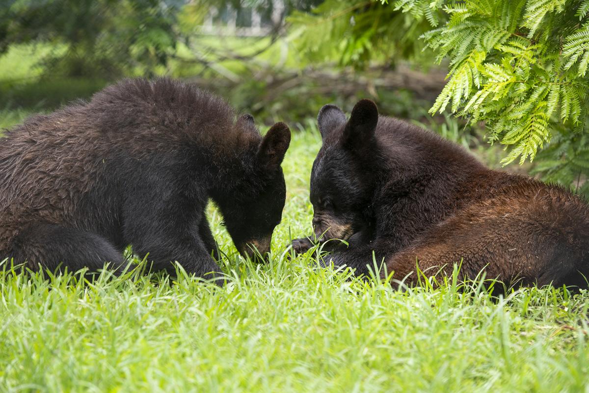 Flamingo Gardens Bentley and Treena Black Bear Cubs