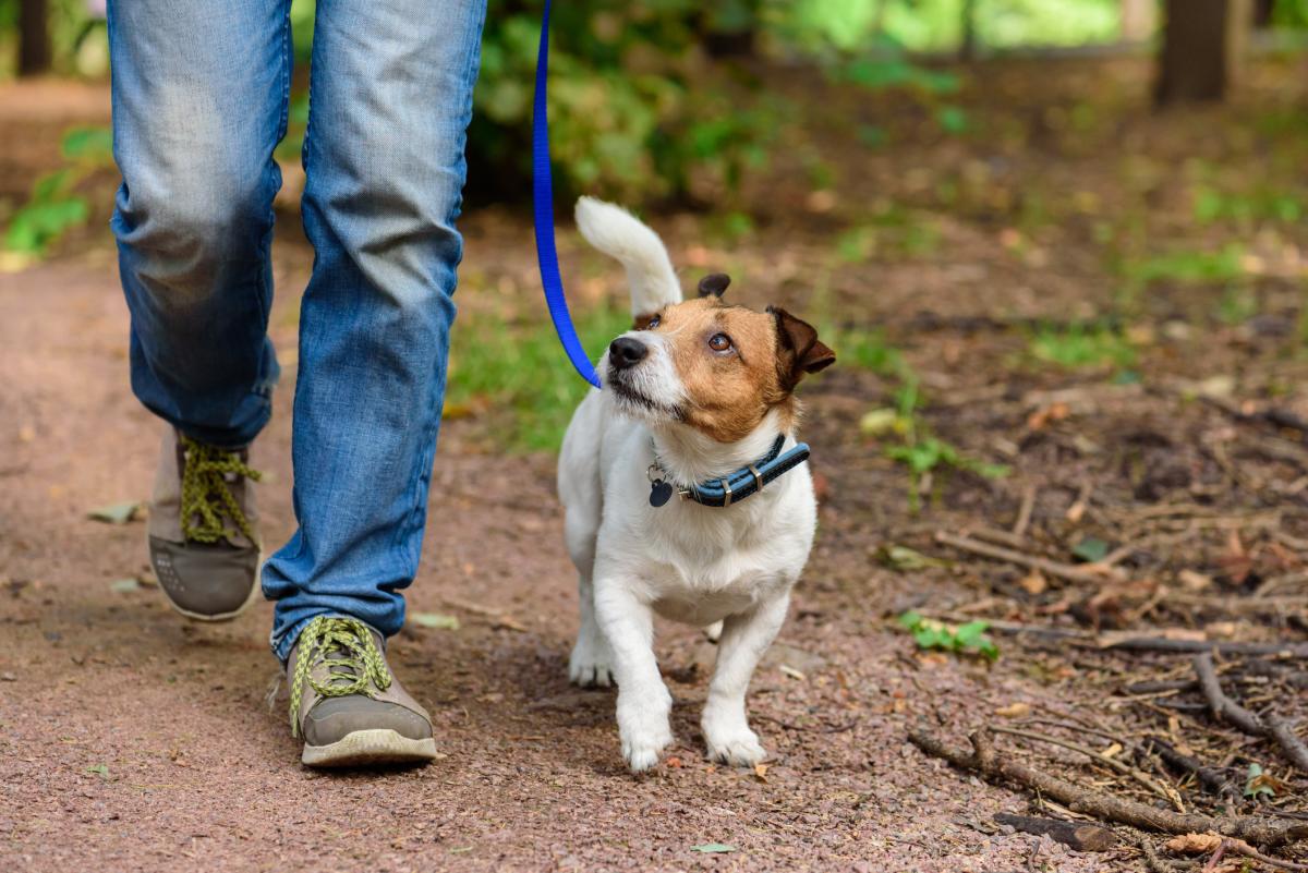 Dog on trail hiking