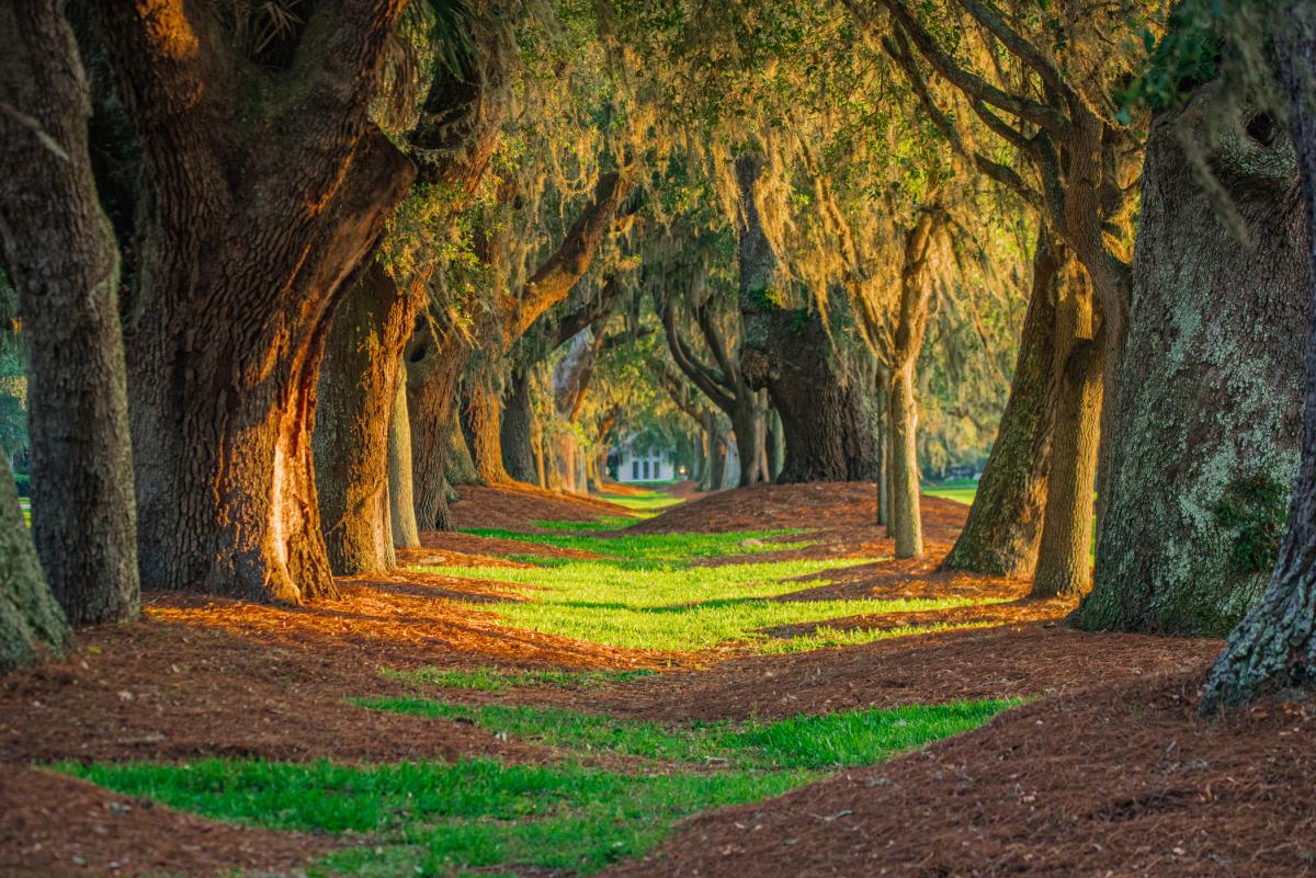 The Avenue of the Oaks is a tunnel of live oak trees on St. Simons Island, GA.
