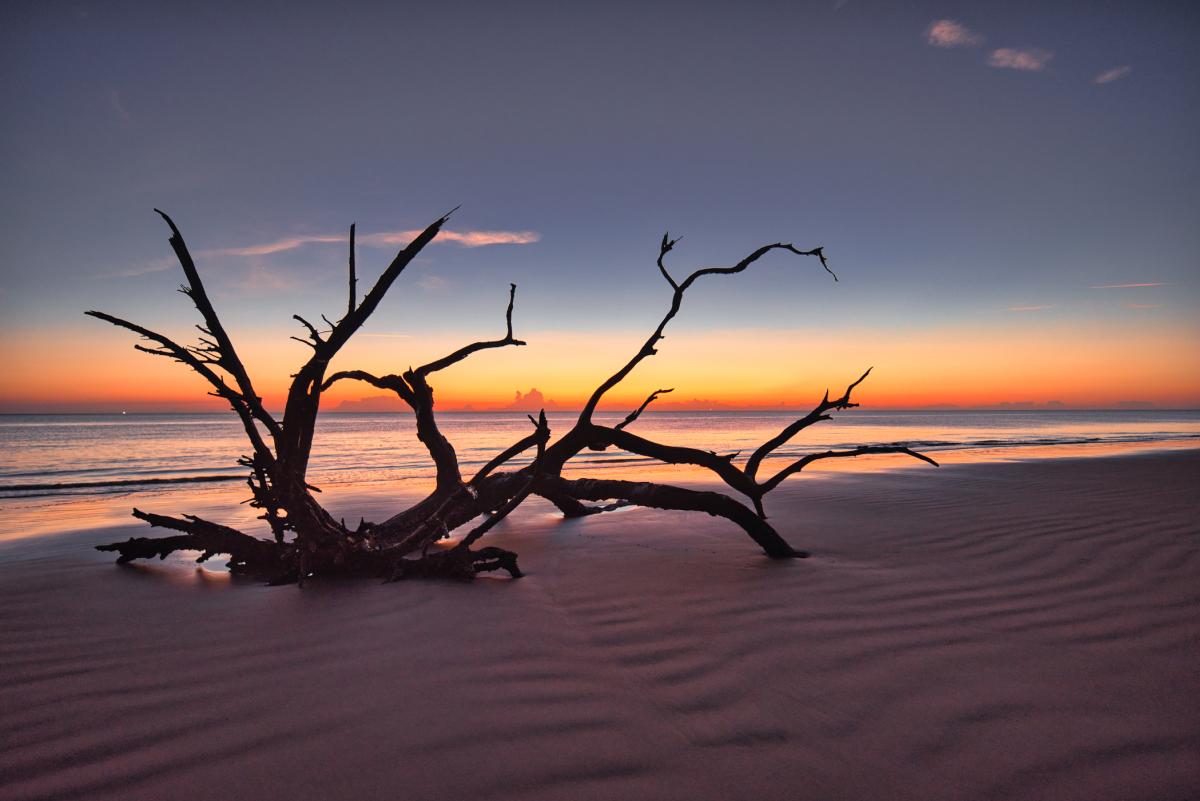 Driftwood Beach on Jekyll Island