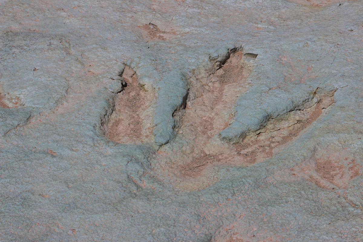 A three-toed dinosaur tracksite