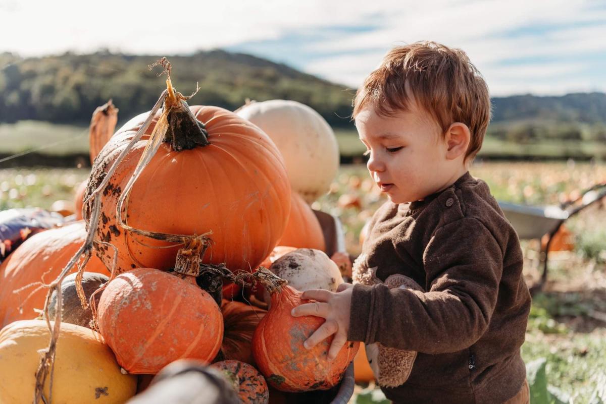 Child with a pile of pumpkins /  Bignor Pumpkin Patch
