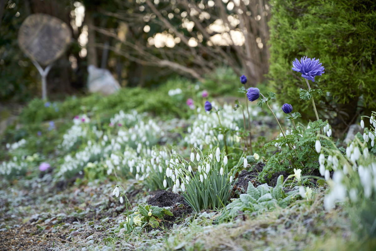Spring flowers in a garden