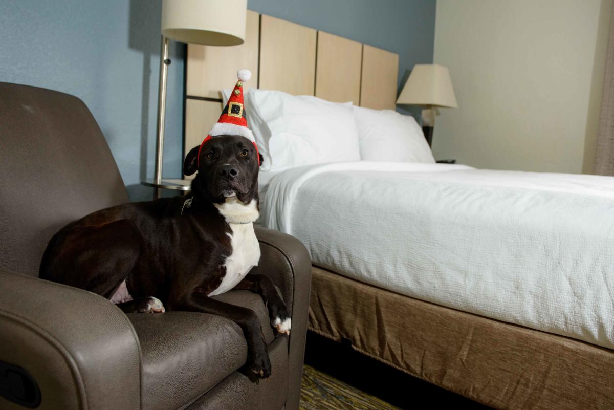 Santa Paws