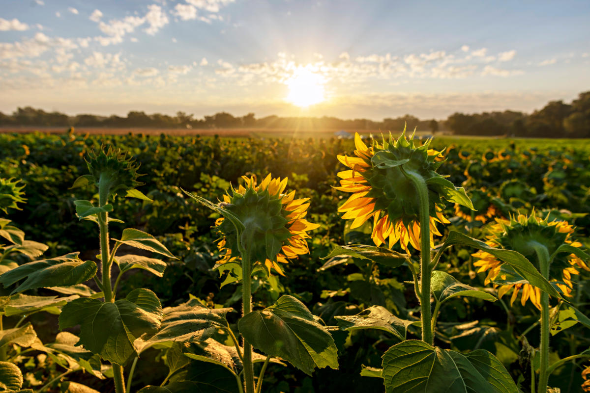 Grinter Farms Sunflowers