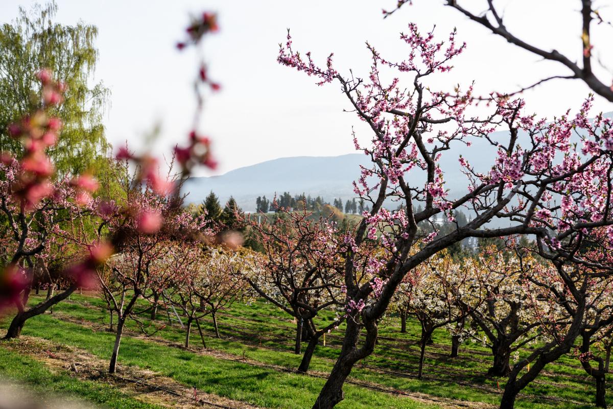 Blooming Orchard (3)