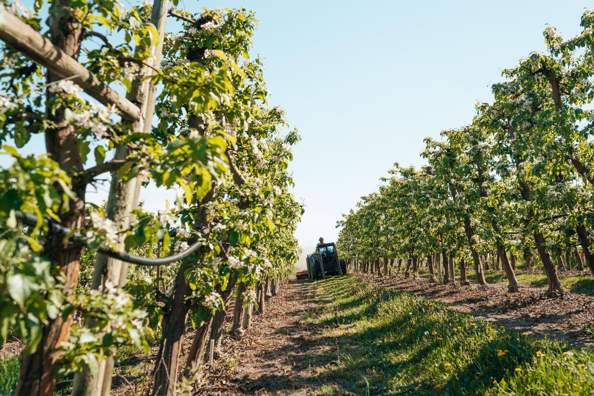 Tractor in Apple Orchard (2)