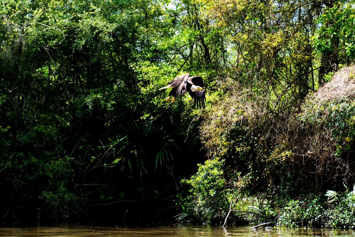 Bayou Vermilion Excursion: Eagle in Flight