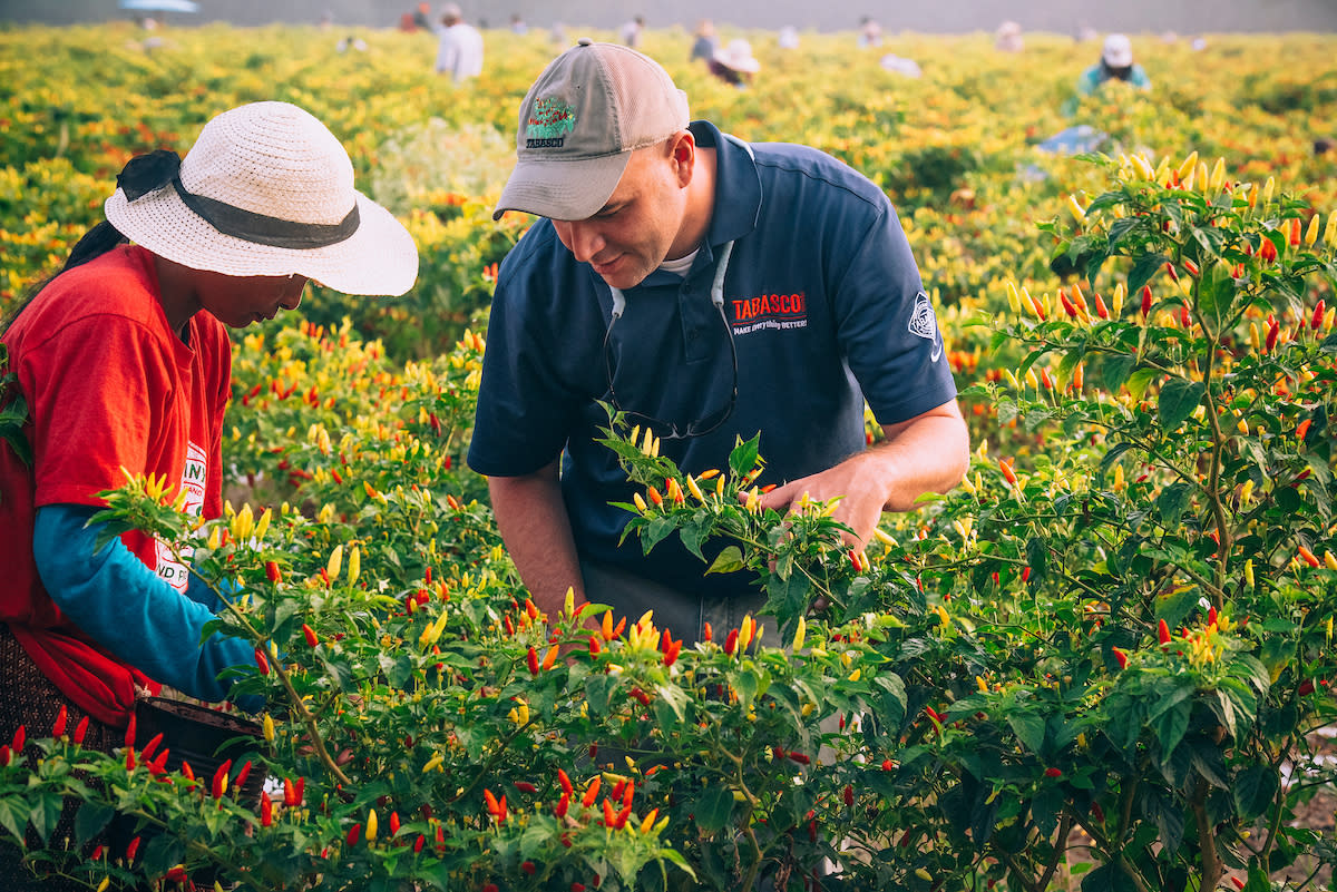 TABASCO Pepper Fields