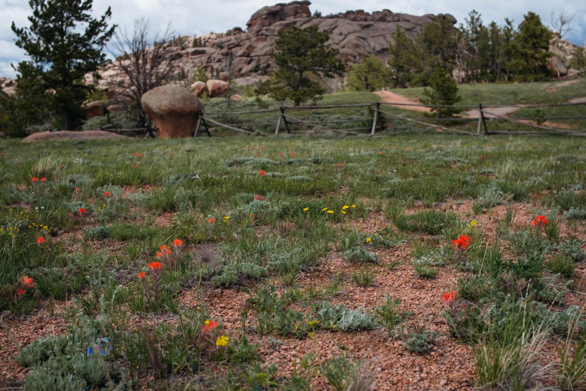 Vedauwoo Wildflowers Medicine Bow National Forest
