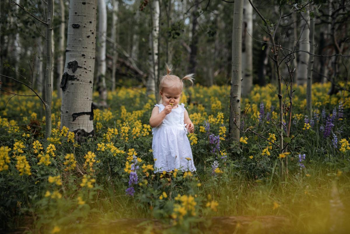 Golden Lupine, Tie City Trailhead