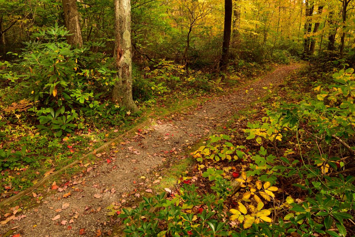 Baughman Rocks Trail Forbes State Forest