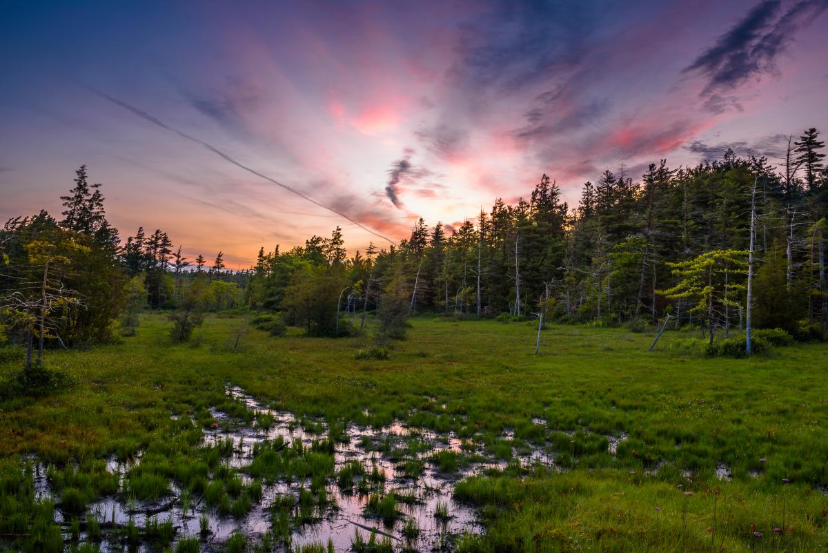 Spruce Flats Bog