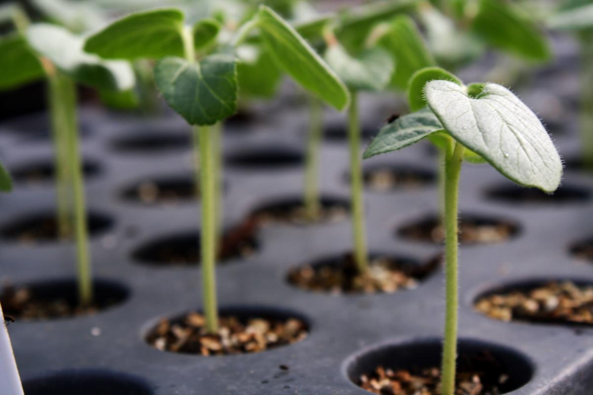 Lockerly Plant Sale