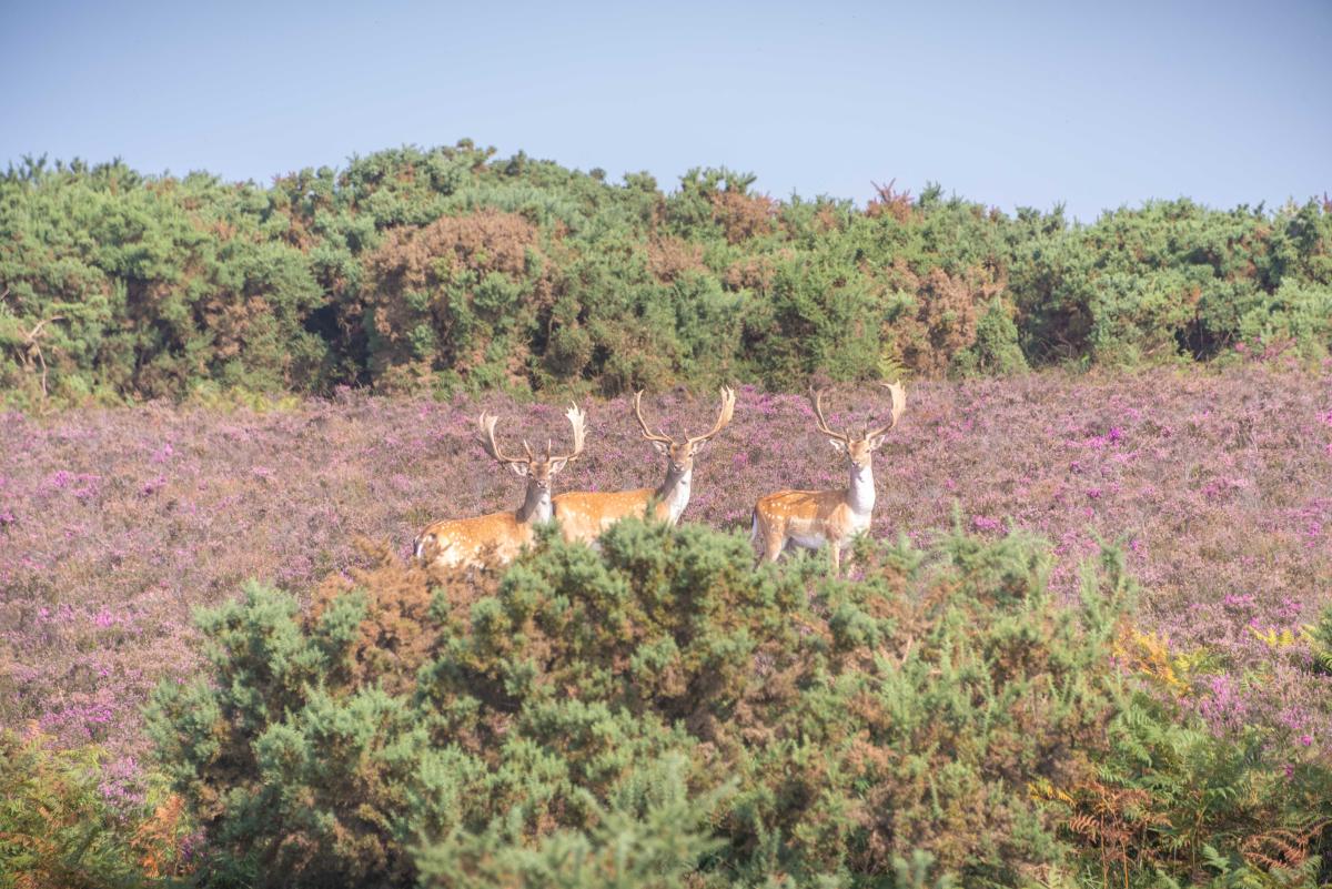 3 stag deer in the New Forest with heather in the background