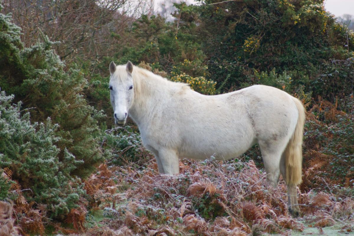 Winter pony