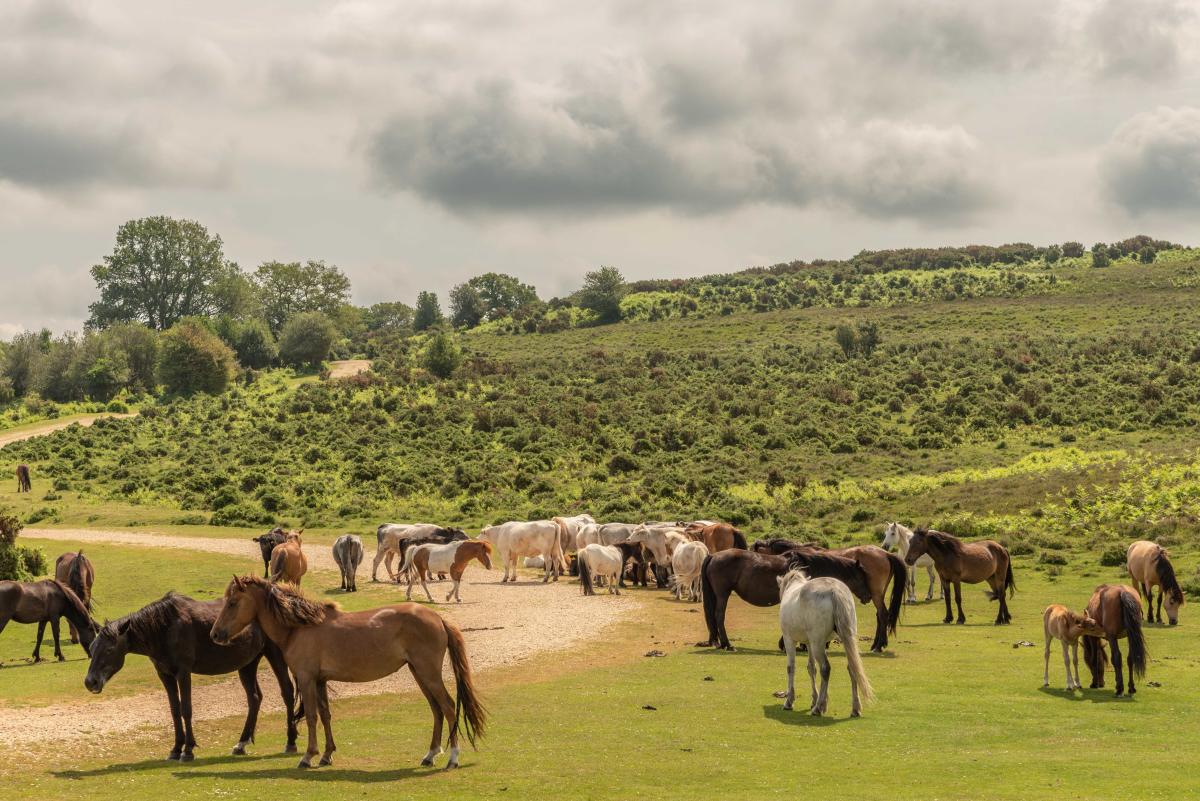 Open heaths with free-roaming ponies in the New Forest
