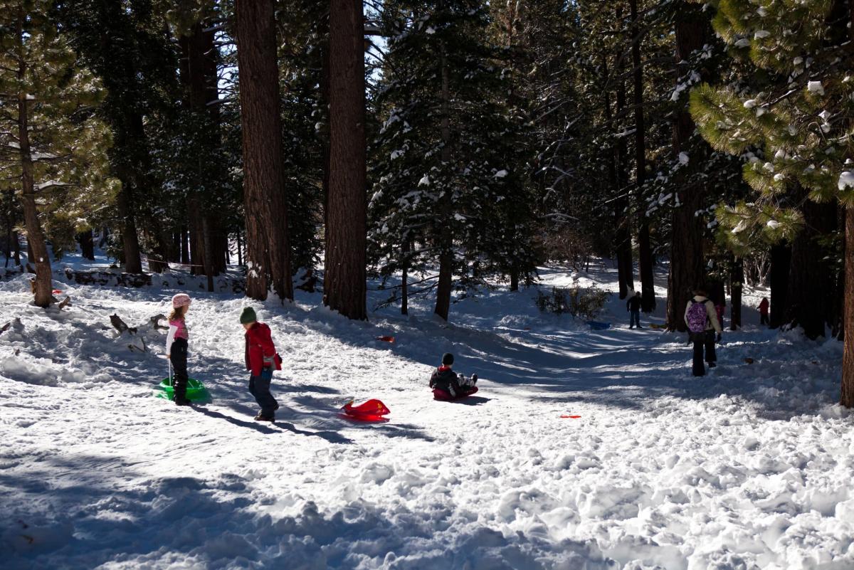 Children and adults enjoying a day out in the snow with sleds among tall pine trees, under a bright blue sky.