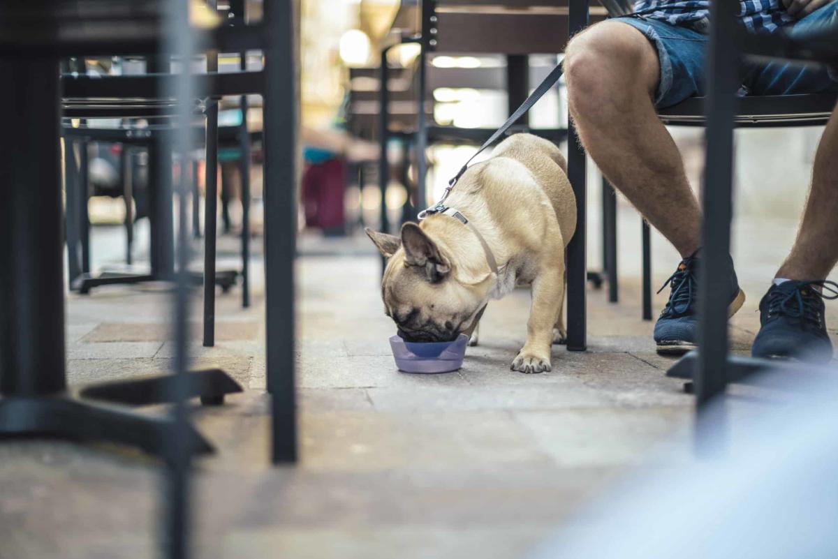 Young man in the city with his french bulldog