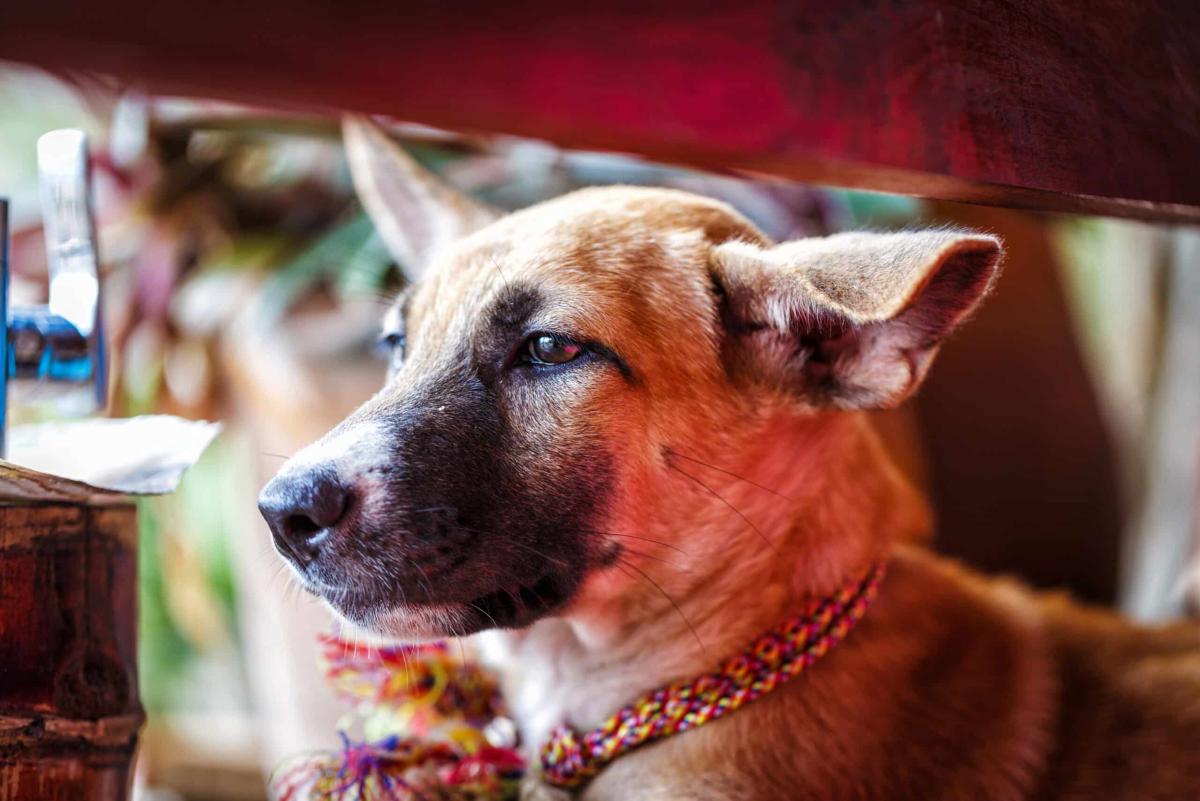 Dog
