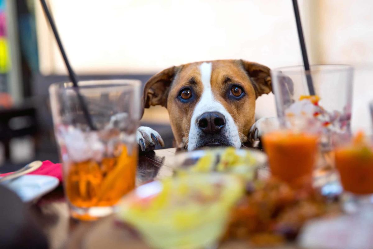 Funny dog at happy hour in a pub looking for food.