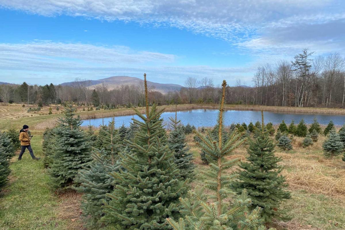 a person walking towards Christmas Tree farm by pond