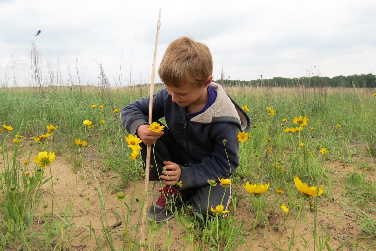 A young boy studies the stems of plants with yellow flowers. He's kneeling down in the dirt.