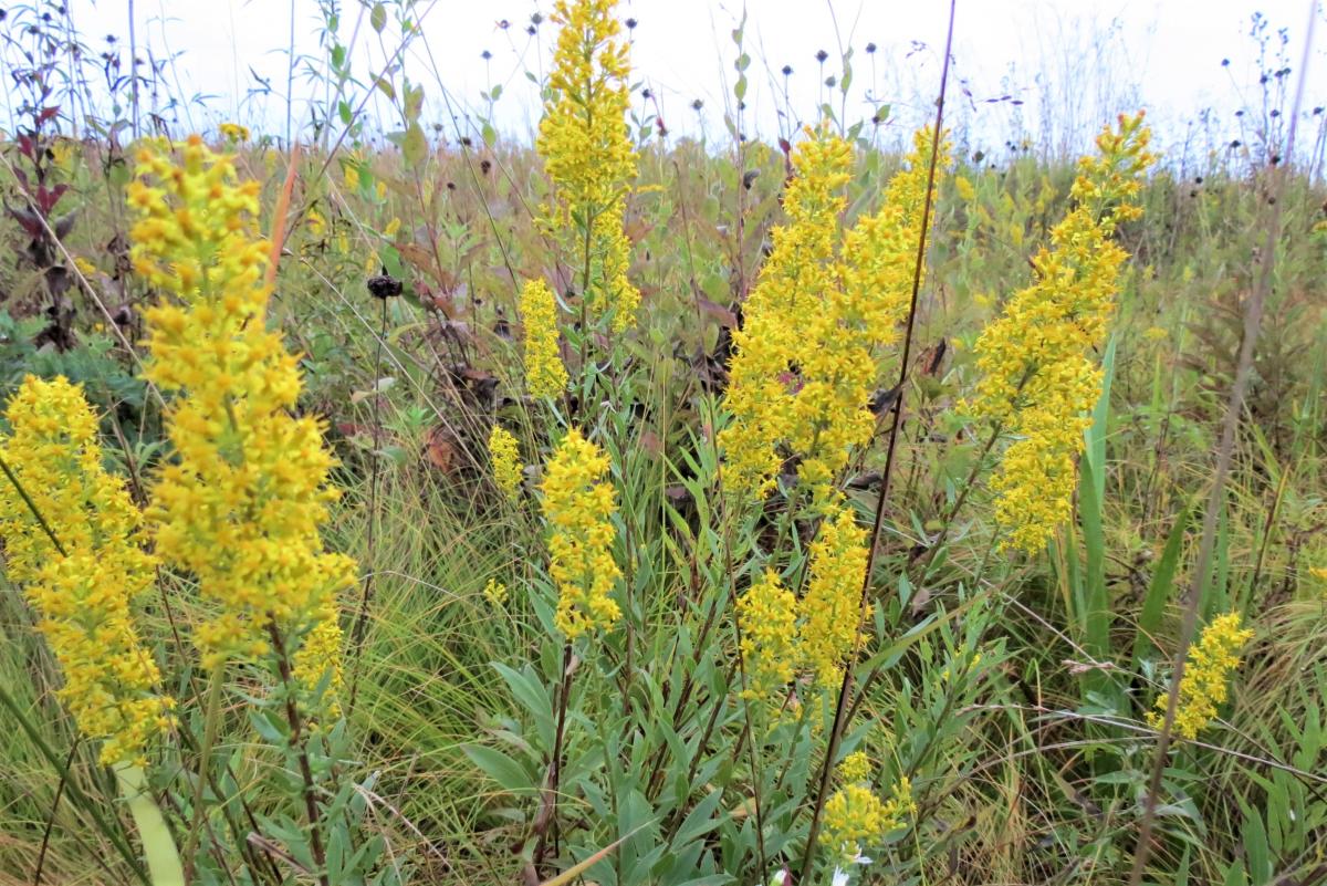 Yellow long flowers with green leaves