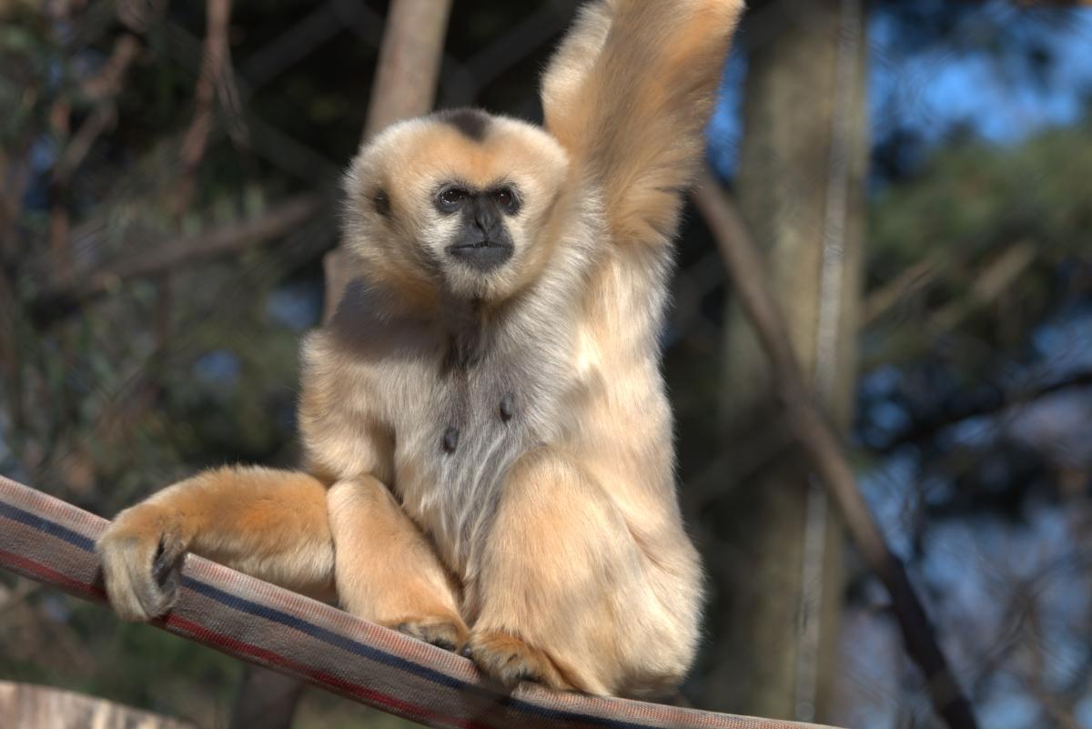 Zoo - Gibbon