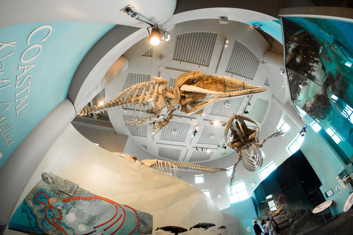 Trouble at NCMNS