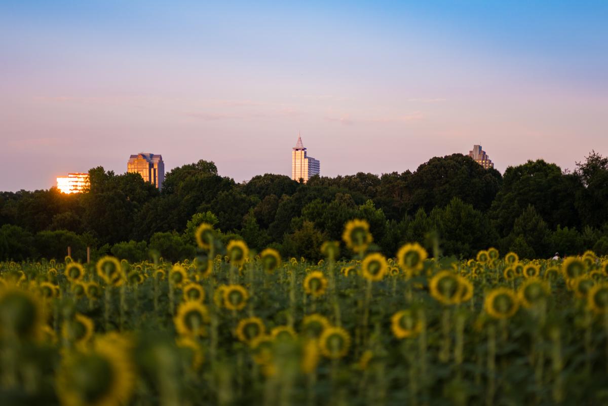 Dorothea Dix Park Sunflowers