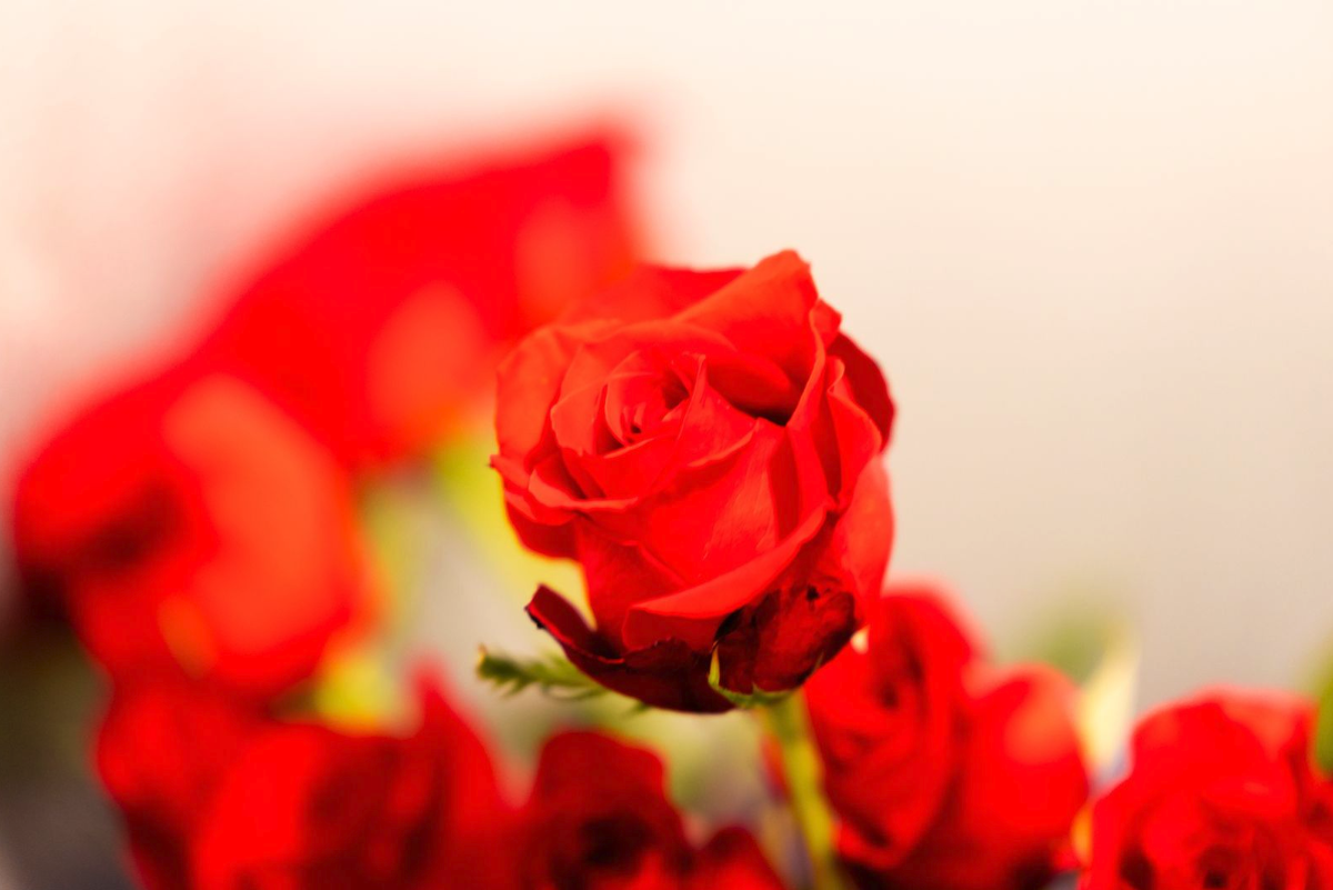 Roses