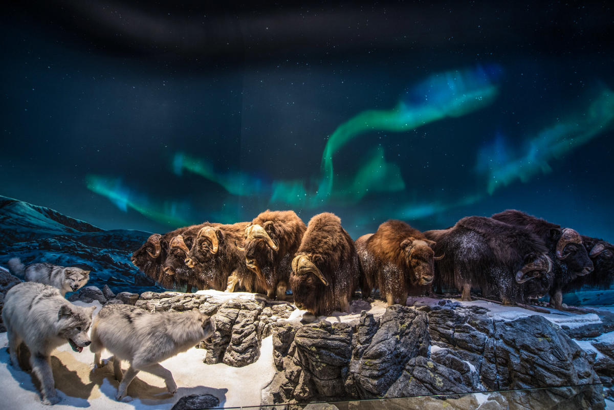 Bison under northern lights in Wonders of Wildlife in Springfield, Missouri