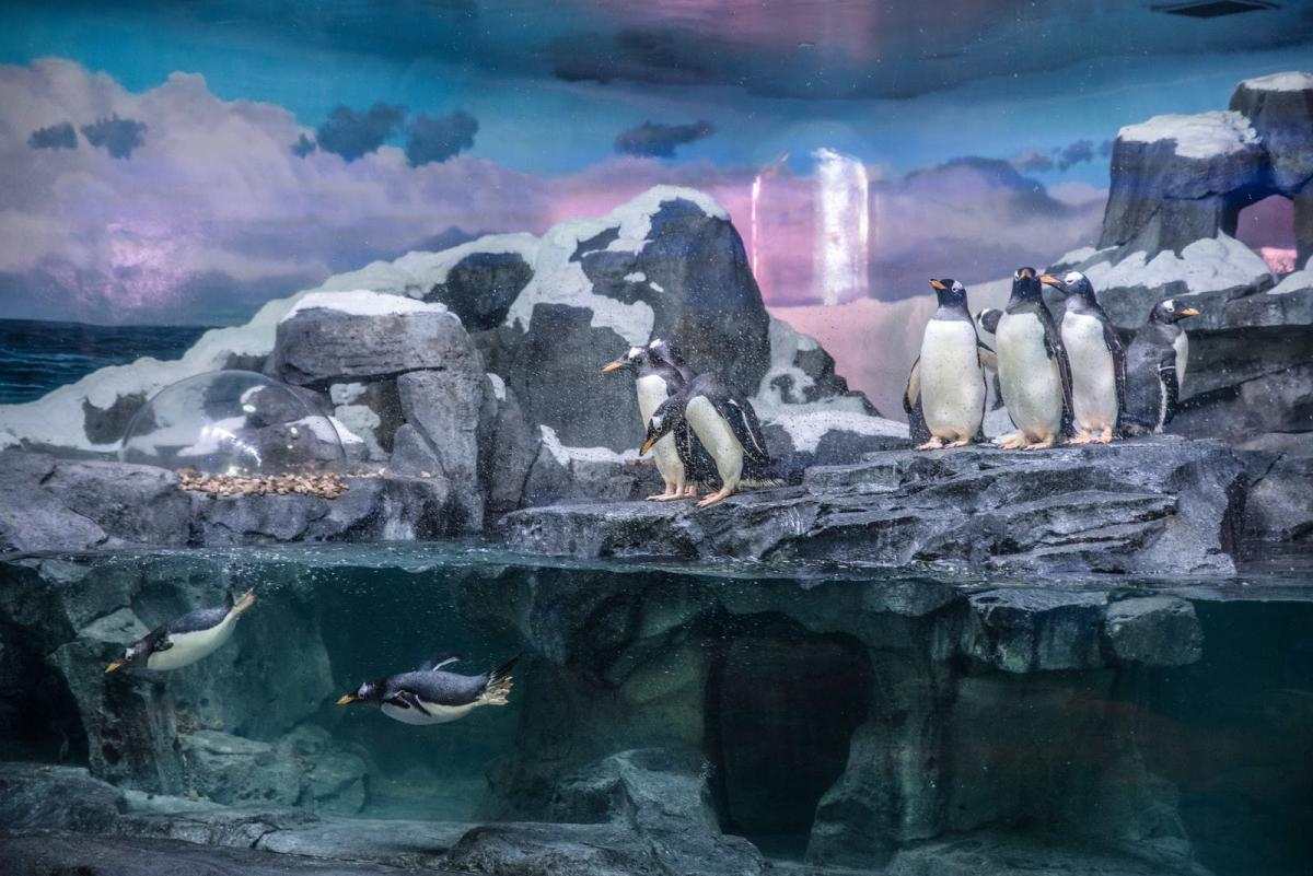 Wonders Of Wildlife Penguin Encounter