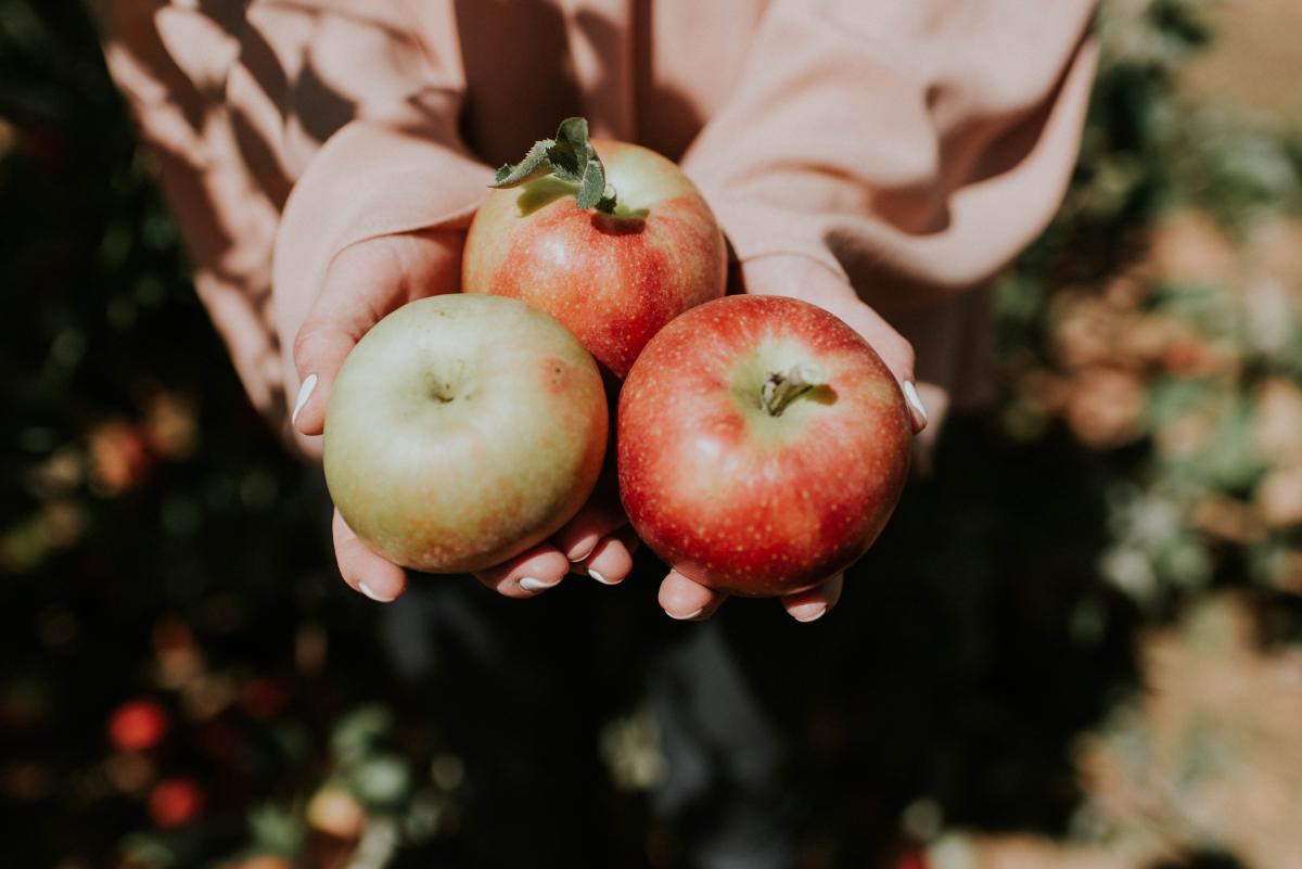 Apple orchard