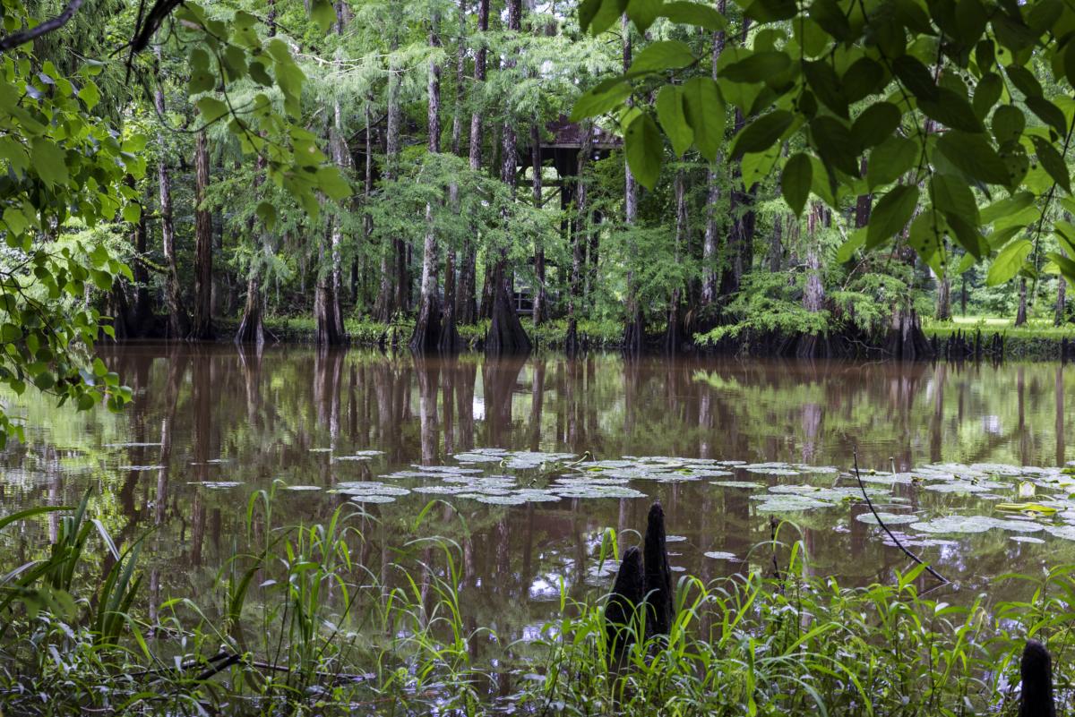 Bayou Liberty flows through Camp Salmen Nature Park, framed by cypress trees, leafy vegetation and lily pads on the calm water.