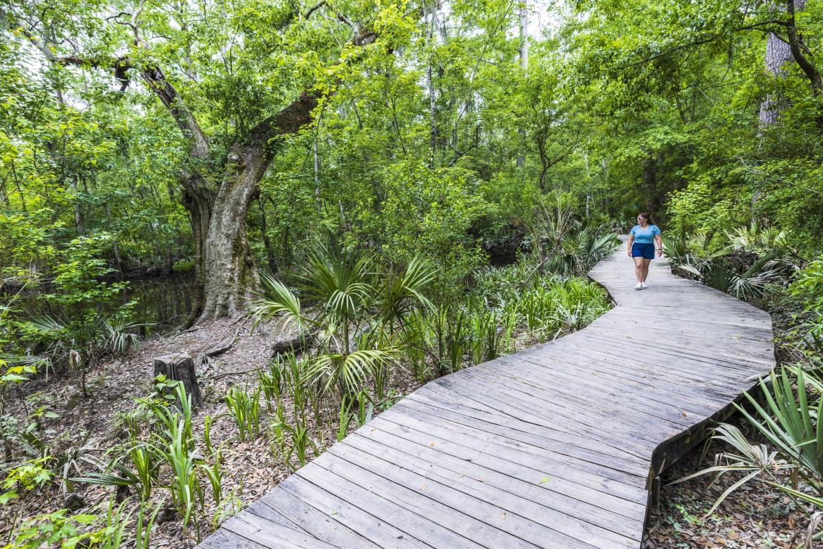 A visitor walks along the winding boardwalk through the lush forest and wetlands of Camp Salmen Nature Park, surrounded by towering live oaks, palmettos and dense green vegetation on a summer day.