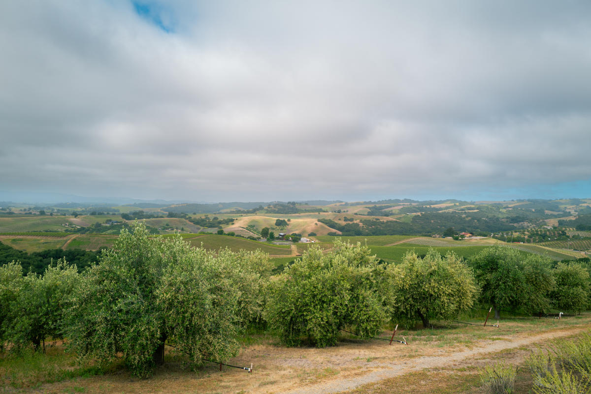 cloudy sky with olive orchard