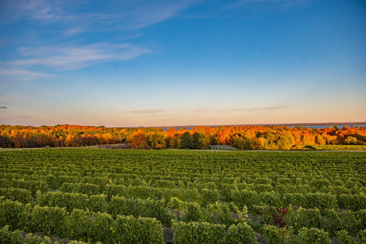 Vineyard on Old Mission Peninsula in the Fall