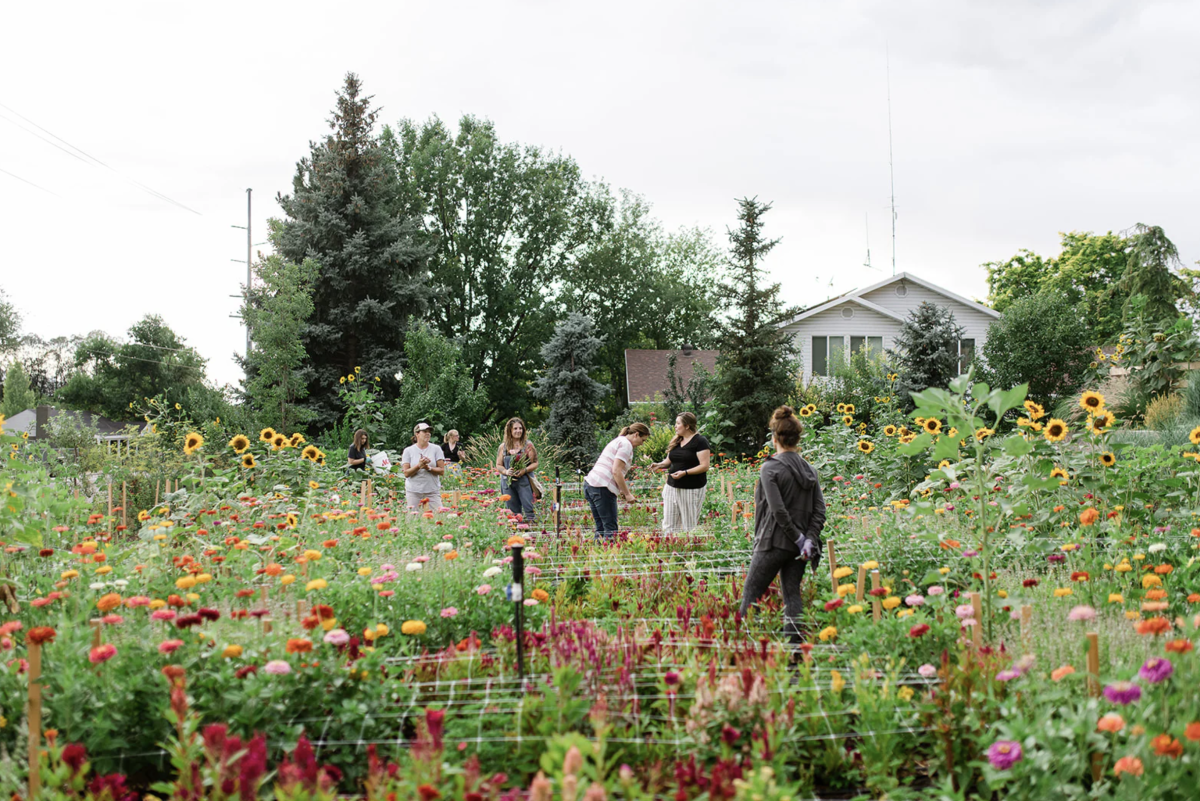Snuck Farm Flower Field