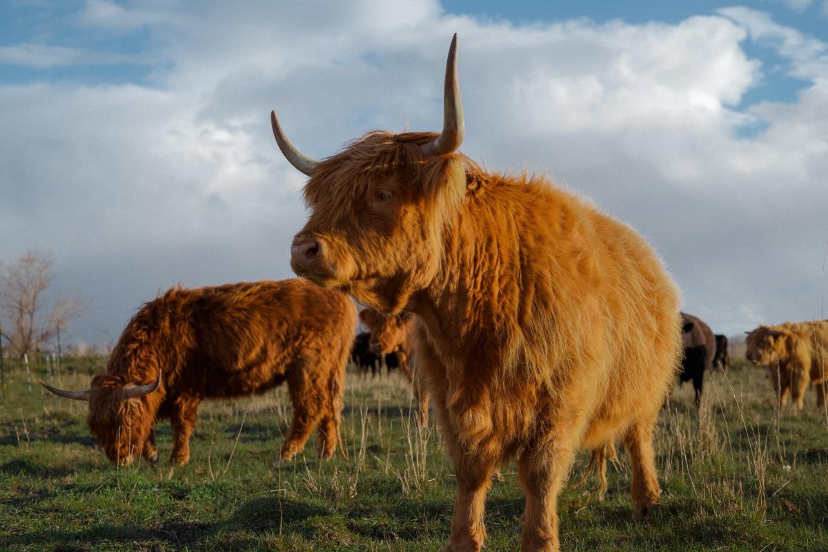 Cow Cuddle