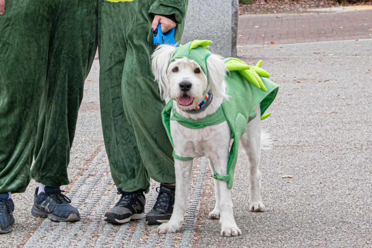 Dog dressed as Champ