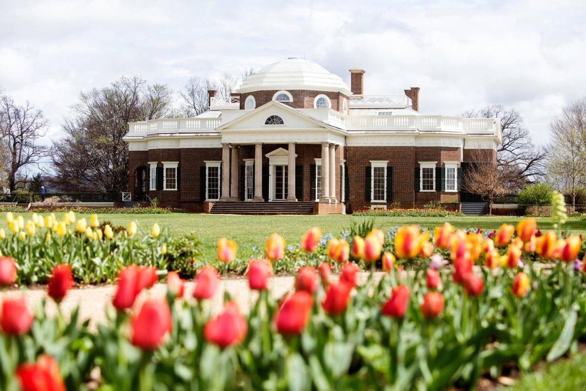 Monticello Tulips in the spring