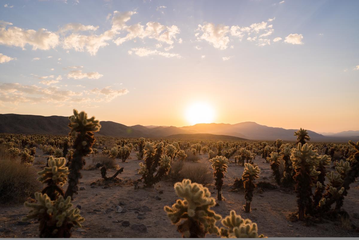 Cholla Cactus Garden, Joshua Tree National Park, Twentynine Palms California